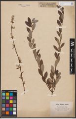 Foto von Salix aurita L. x Salix repens L.